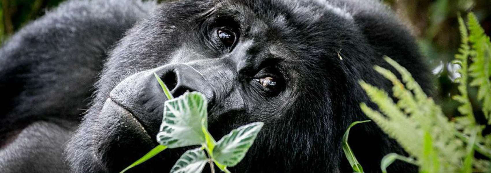 gorilla african safaris