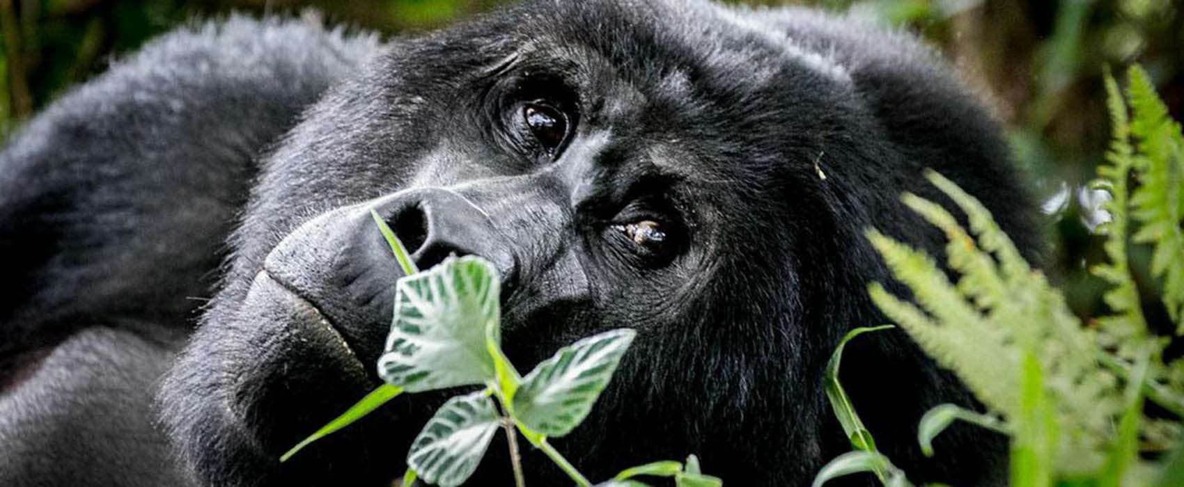 gorilla african safaris
