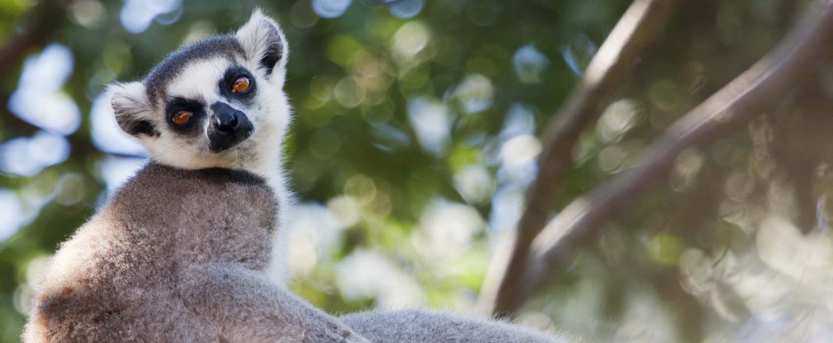African Madagascar Safari lemur