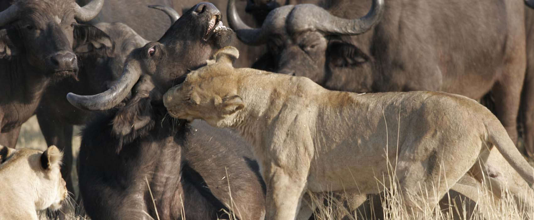 wildebeest migration safaris