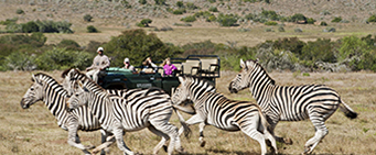 African Family Safari Zebras