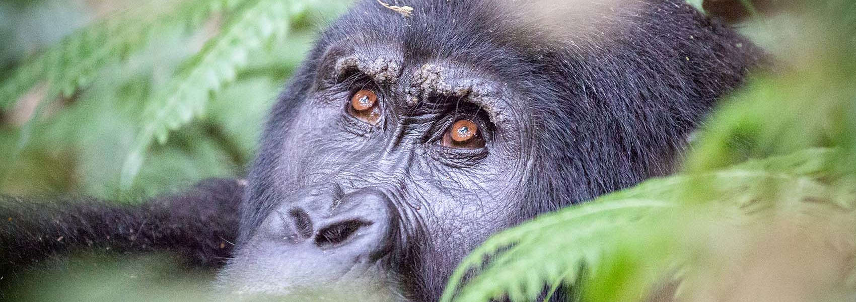 African Rwanda Safari gorilla