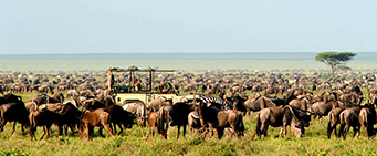 4x4 African Safari Nothern Tanzania Circuit