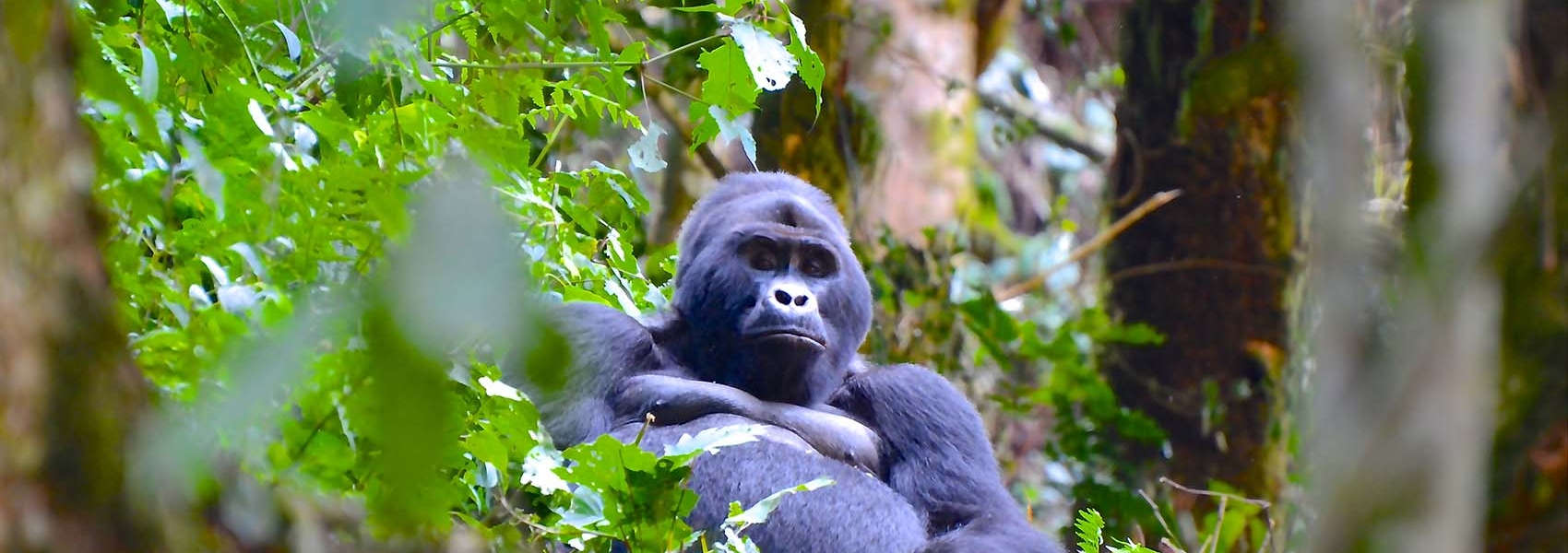 African Uganda Safari gorilla