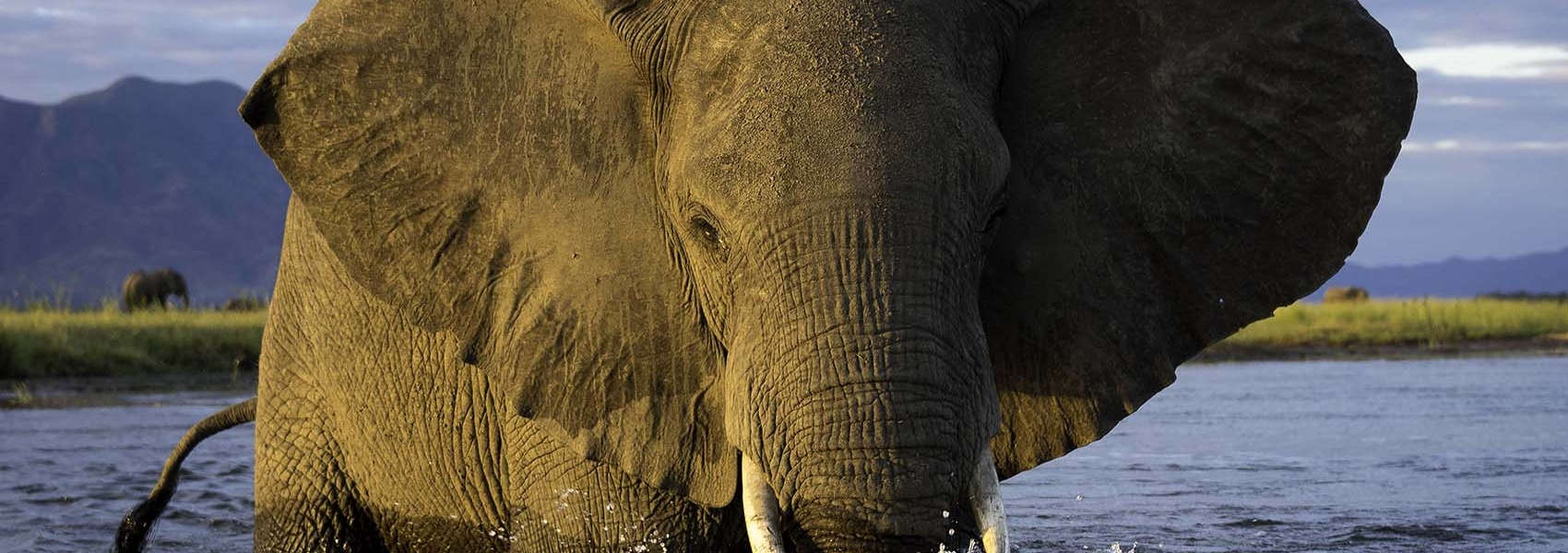 African Zimbabwe Safari elephant