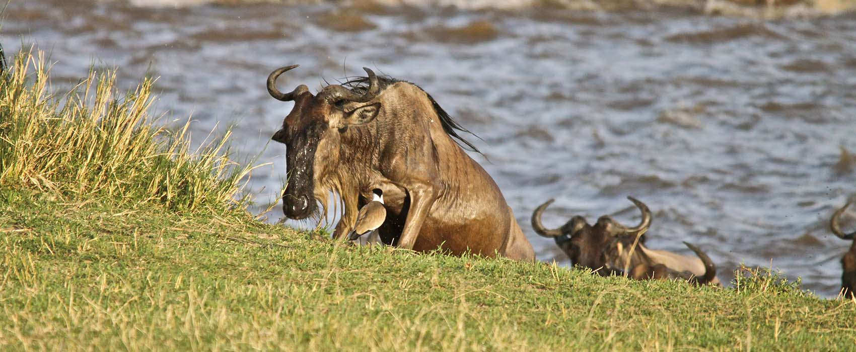 wildebeest migration africa safaris