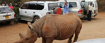 African Self Drive Safari Rhino