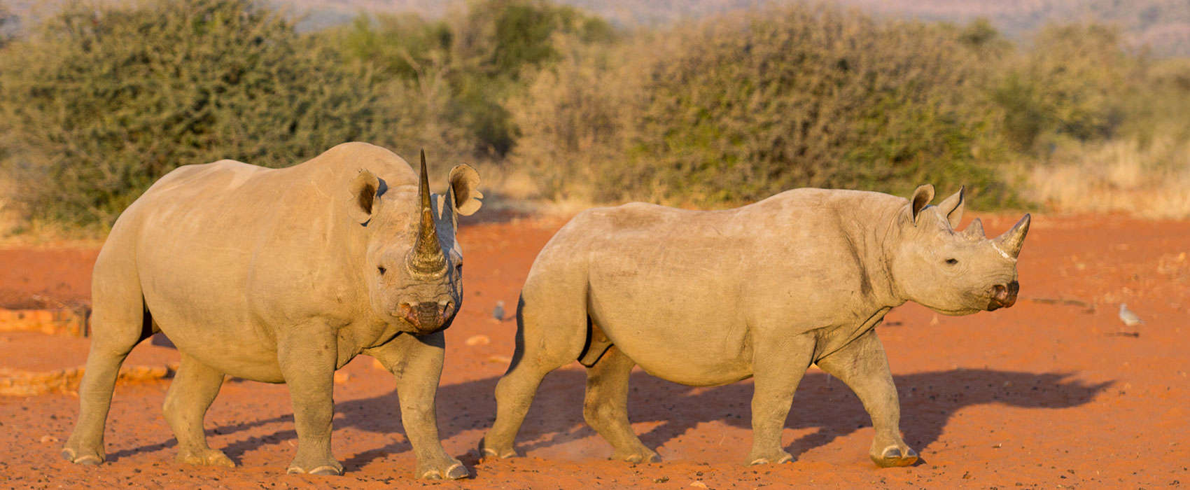 rhino tracking safari