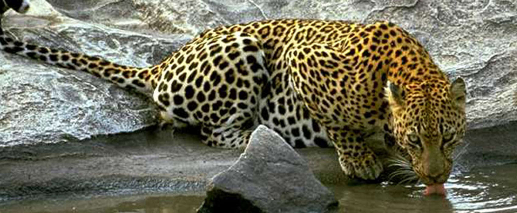 African Zimbabwe Safari leopard