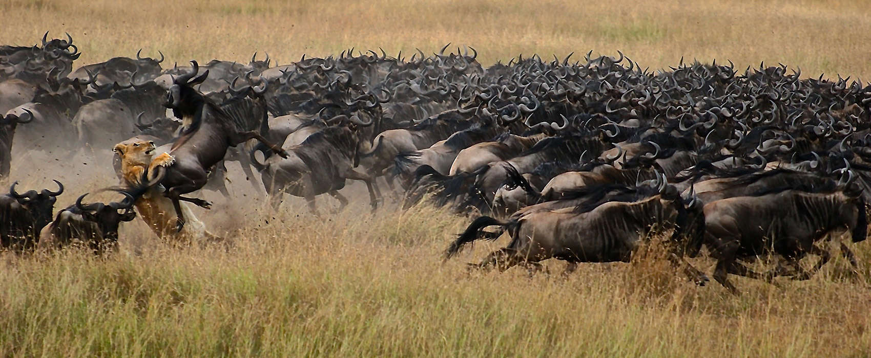 African Kenya Safari migration