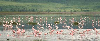 Tanzania Safari Birdwatching