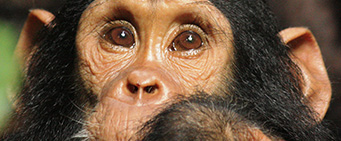African Gorilla Safari Chimpanzee