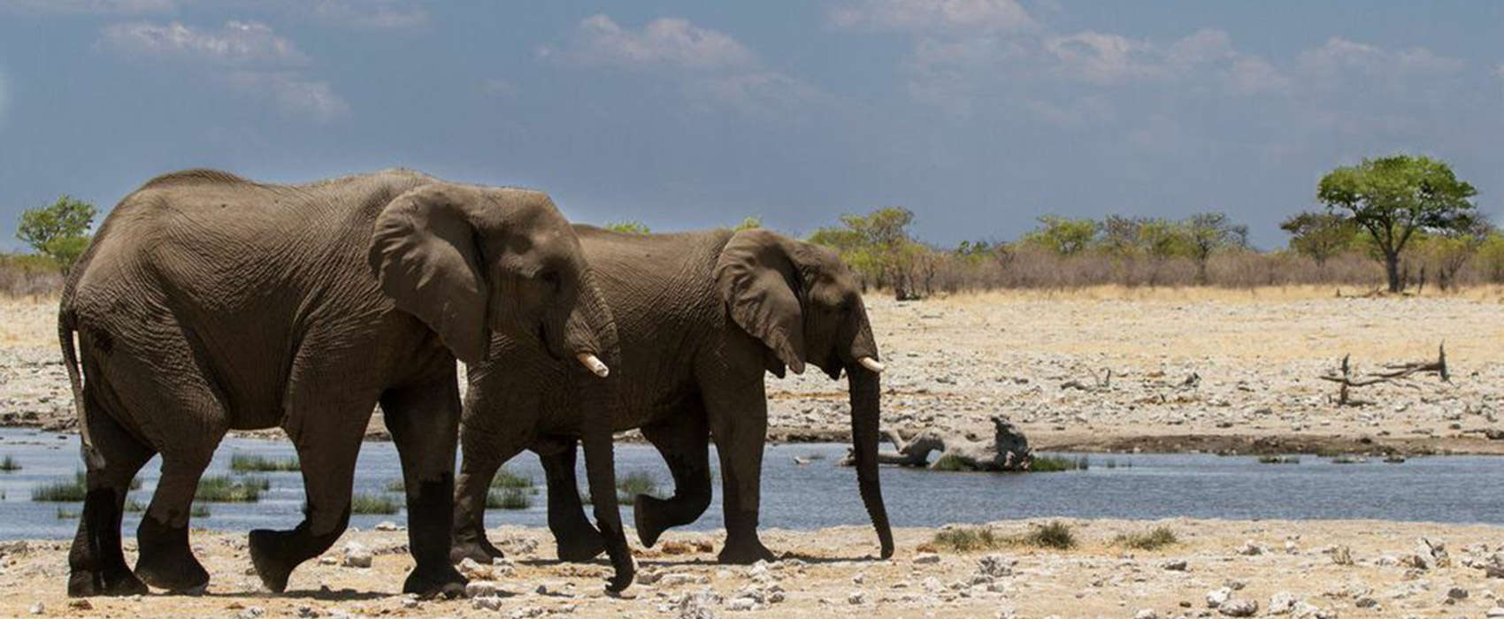 African Namibia Safari elephants