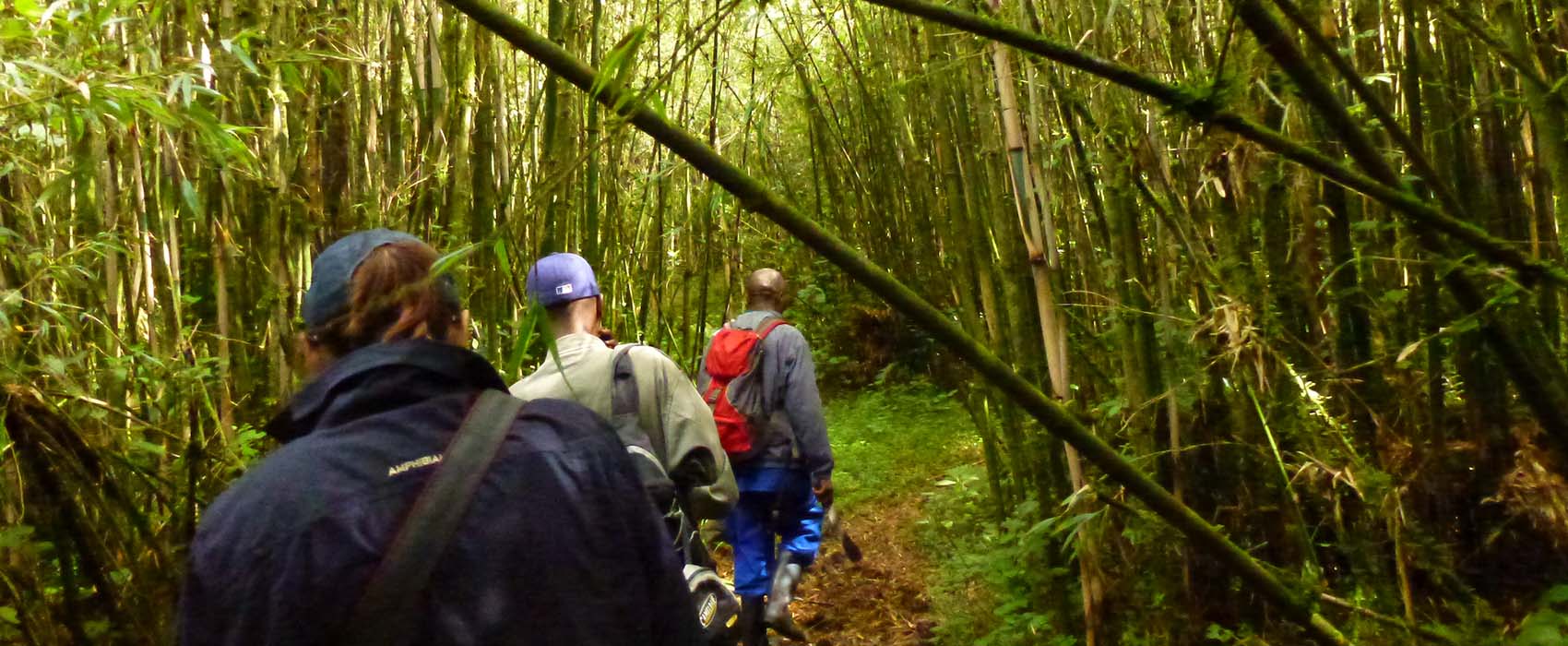 Rwanda trekking Gorillas holidays