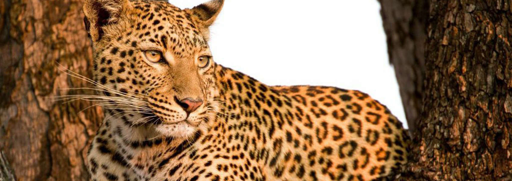 african wildlife safaris