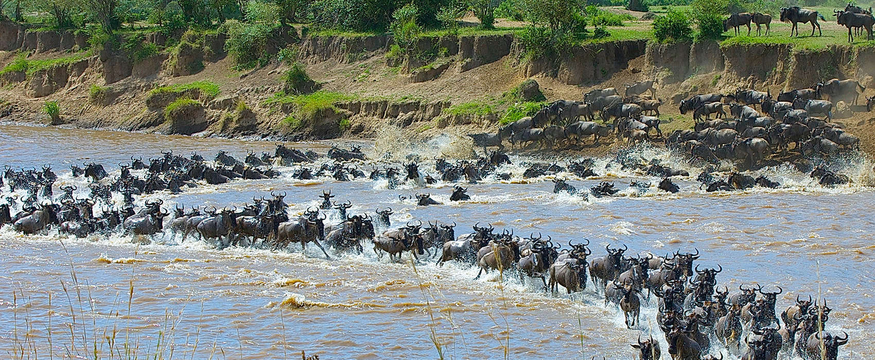 African Tanzania Safari migration