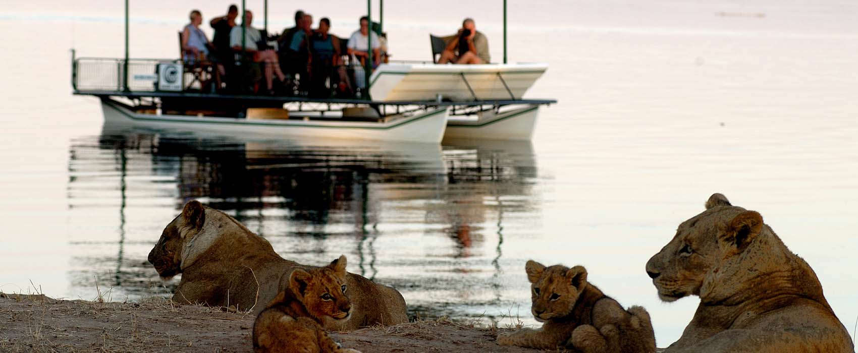 African Zambia Safari boat lion