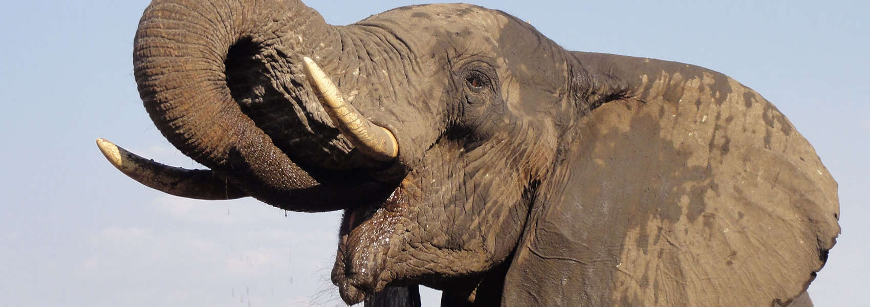 african game safaris