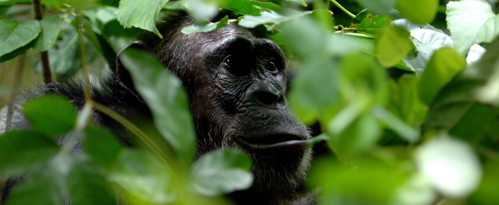 gorilla and primate african safaris