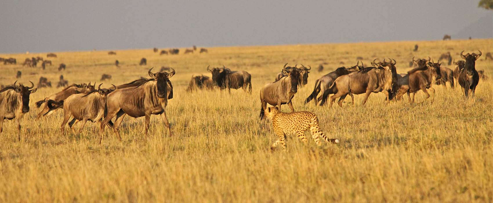 see the wildebeest migration in africa