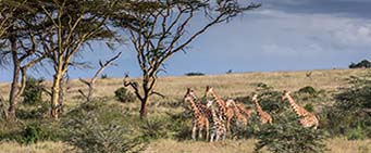 Kenya Safari Laikipia