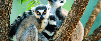 African Gorilla Safari Lemurs