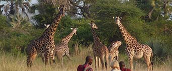 Tanzania Safari Walking
