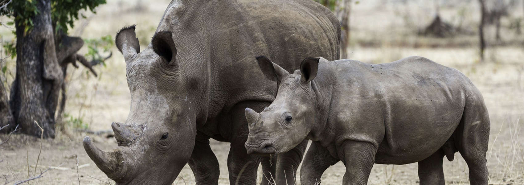 african safaris to see wildlife