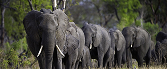African Group Safari Tours Zimbabwe