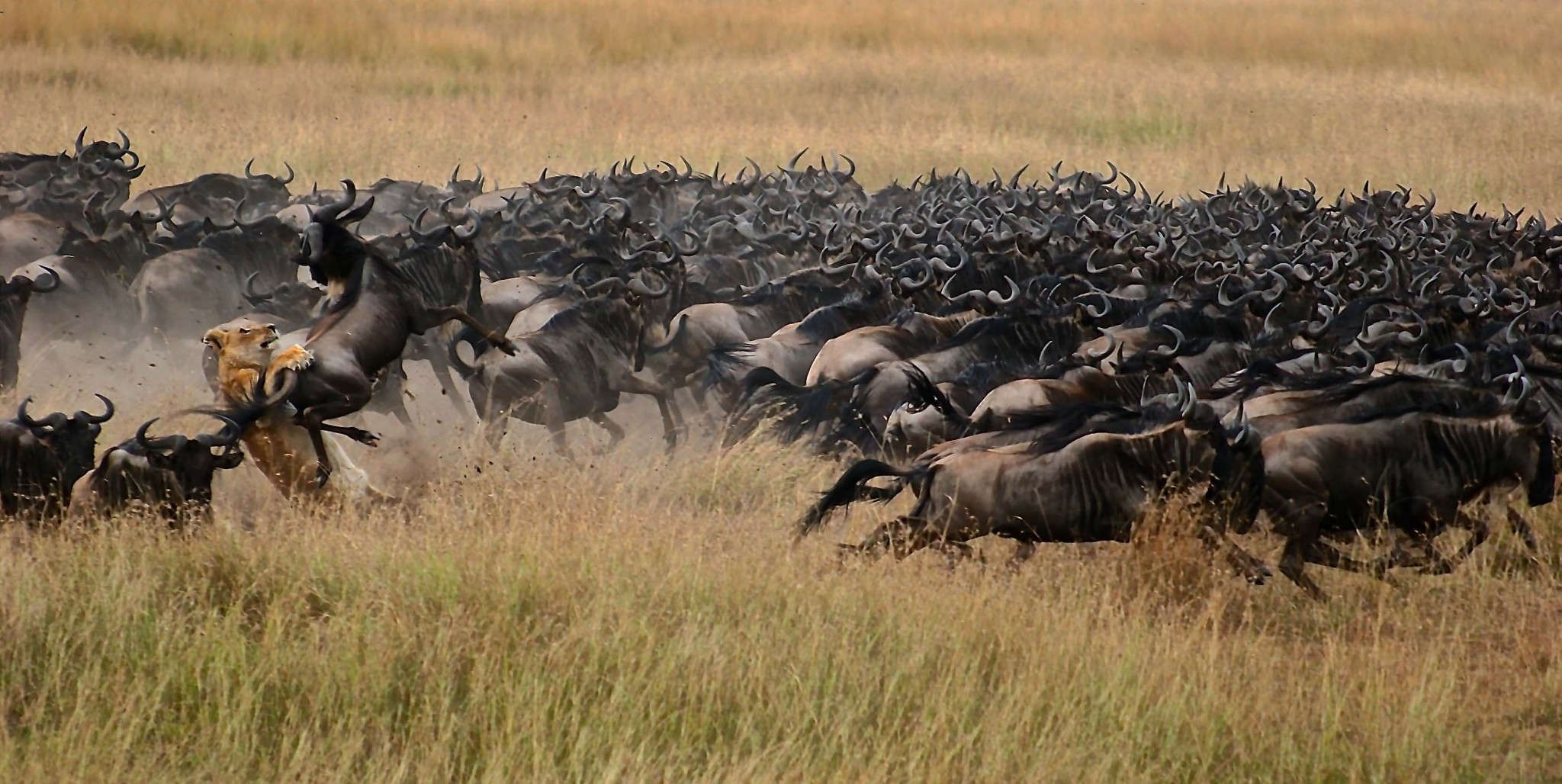 wildebeest safaris africa