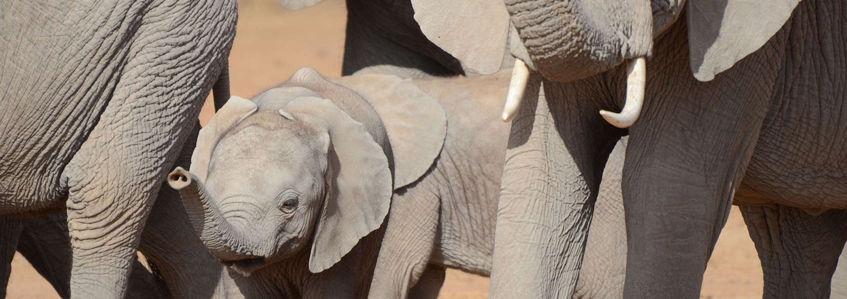 elephant safaris africa