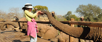 African Family Safari Elephant Camp