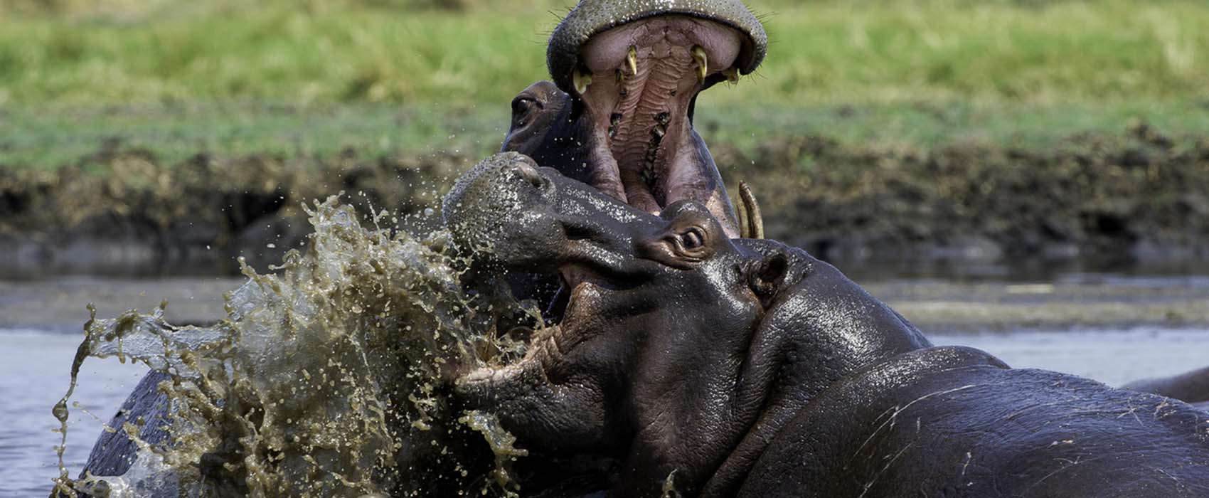 African Zambia Safari hippo