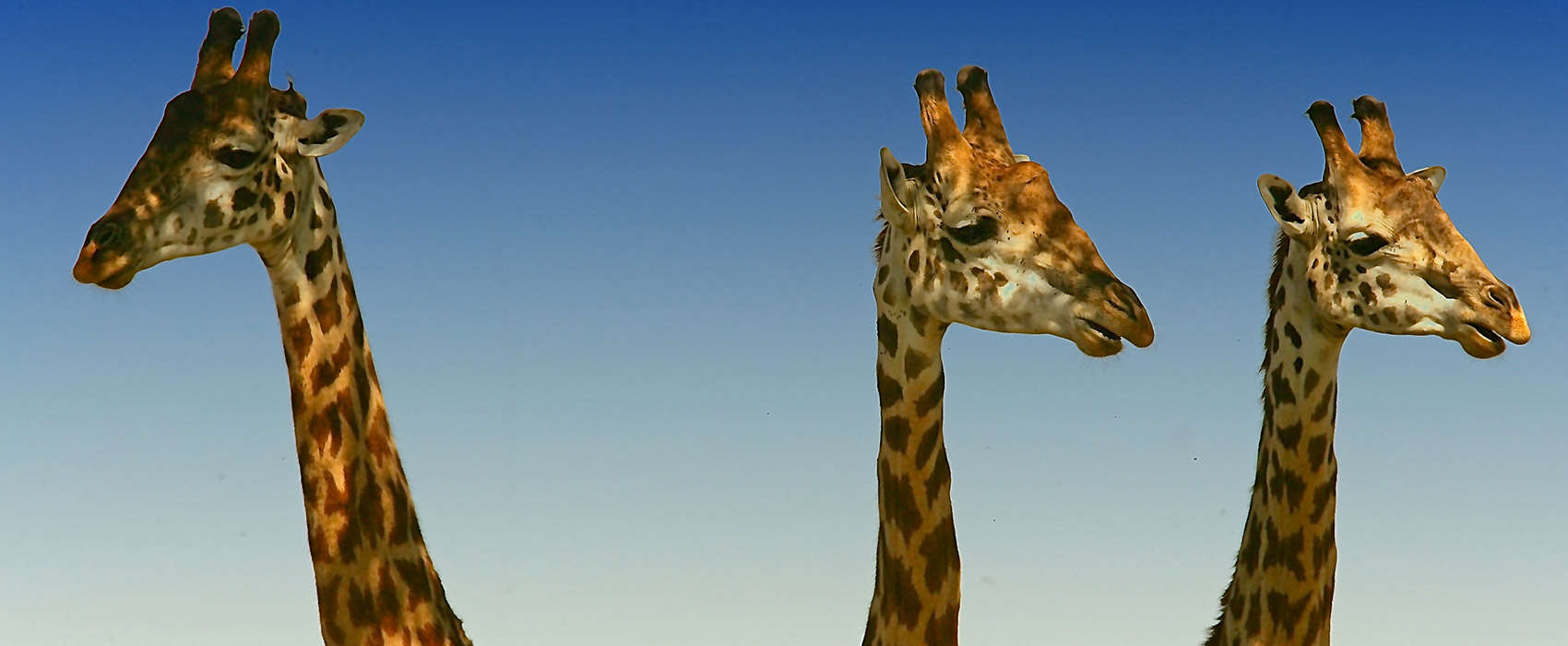African Kenya Safari giraffes