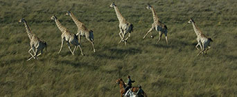 Horseriding Safaris