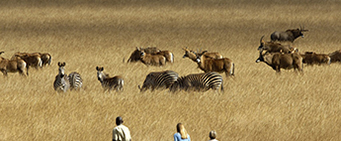African Group Safari Tours Animals