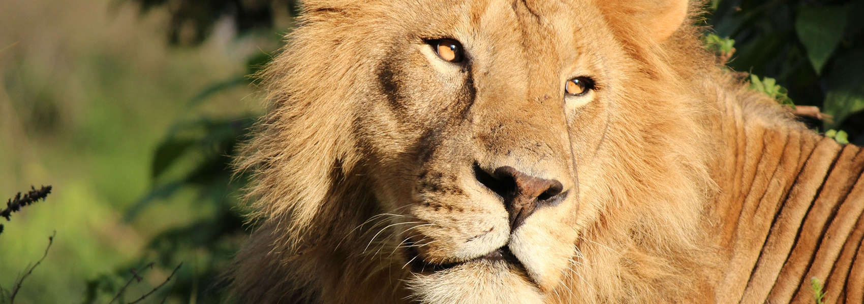 Big Five Safaris in Africa