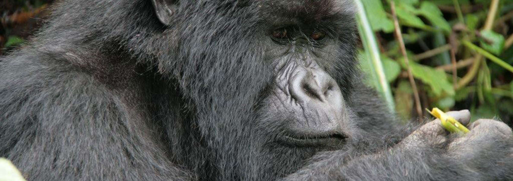 Gorilla Safari in Rwanda Gorillas