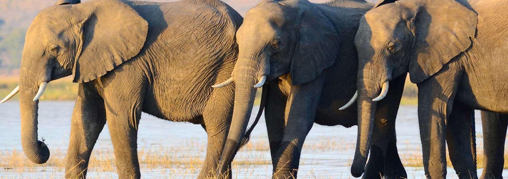 African Chobe National Park & Savute Safari elephant herd