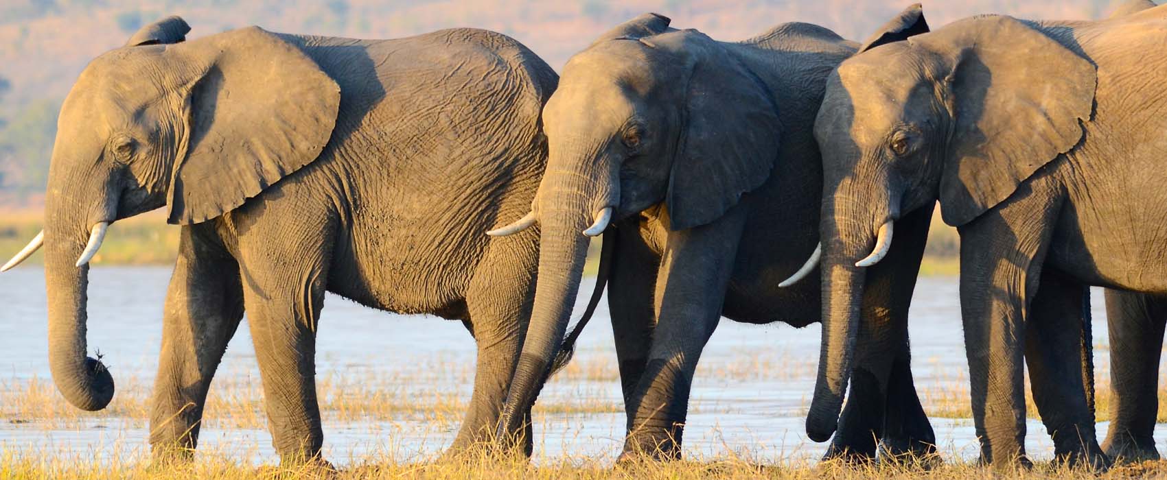 African Chobe National Park & Savute Safari elephant herd