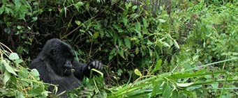 Rwanda Safari Gorilla Trekking
