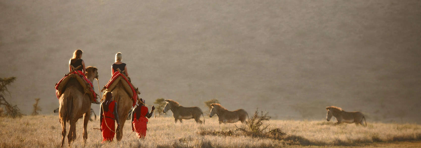 African Laikipia Plateau Safari camels