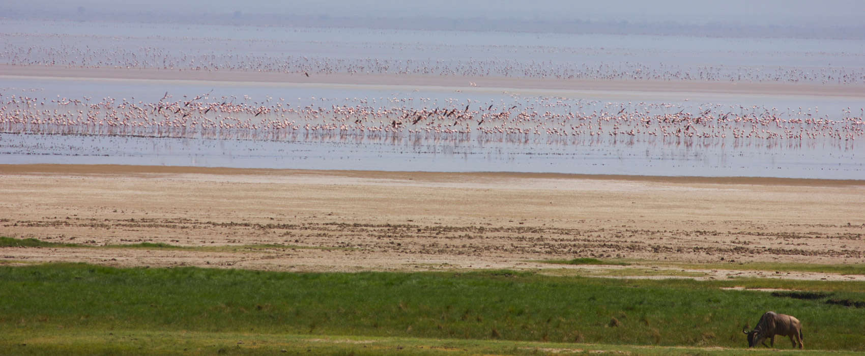 African Lake Manyara National Park Safari birds