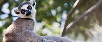 Madagascar Safari Lemurs