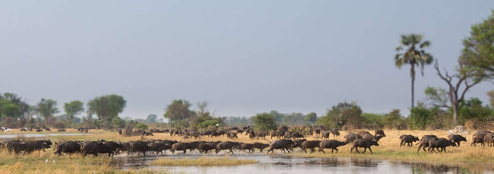 African Okavango Delta Safari animals