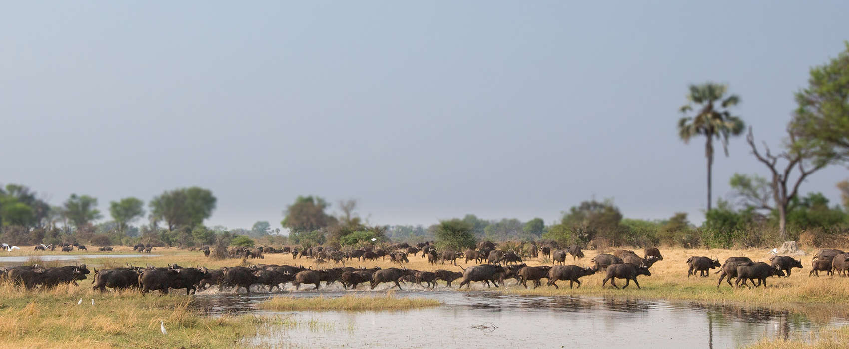 African Okavango Delta Safari animals