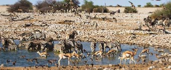 Szetosha Safari