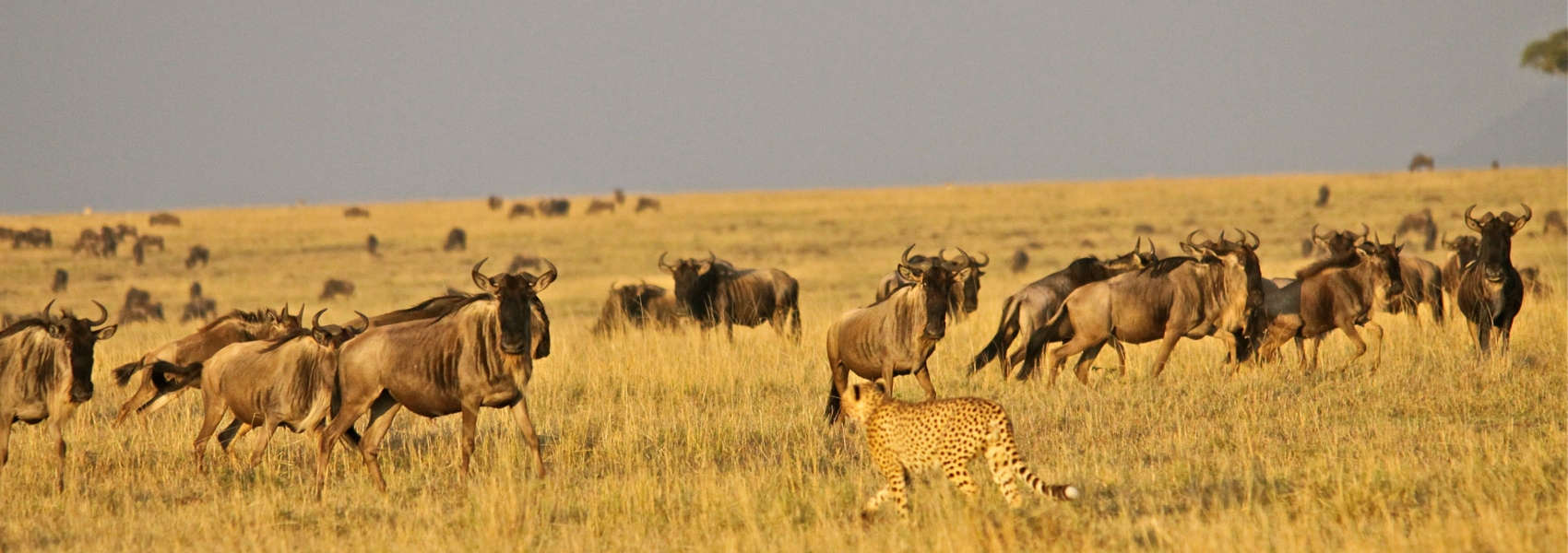 African Serengeti National Park Safari cheetah