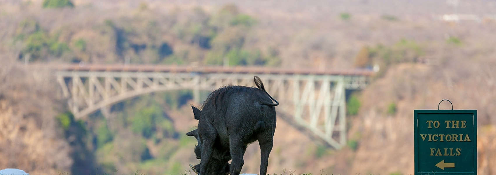 African Victoria Falls Safari boar