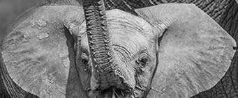 Big Five African Safari Elephant